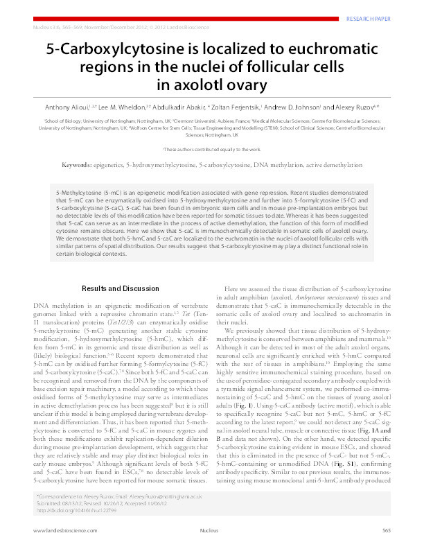 5-Carboxylcytosine is localized to euchromatic regions in the nuclei of follicular cells in axolotl ovary Thumbnail