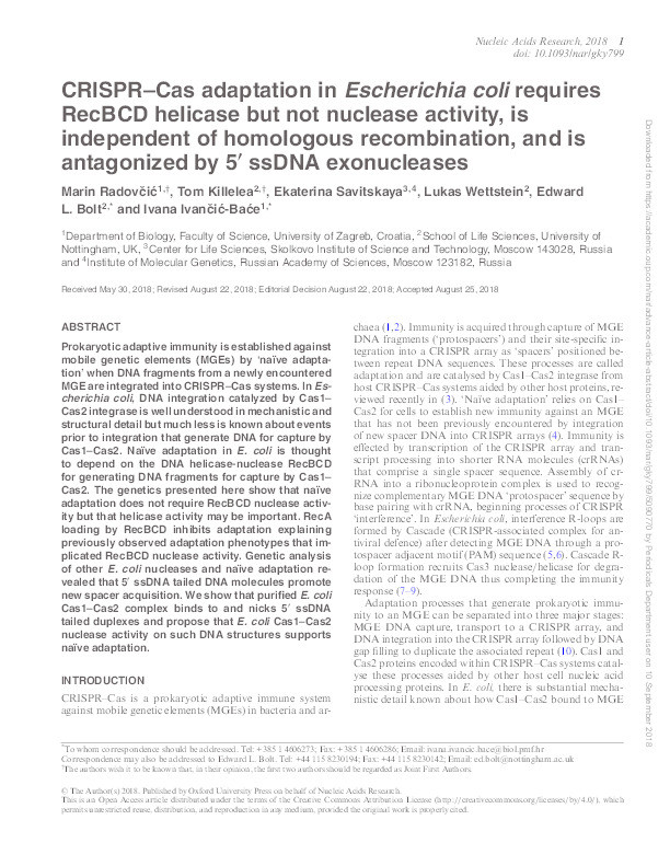 CRISPR-Cas adaptation in Escherichia coli requires RecBCD helicase but not nuclease activity, is independent of homologous recombination, and is antagonized by 5' ssDNA exonucleases Thumbnail