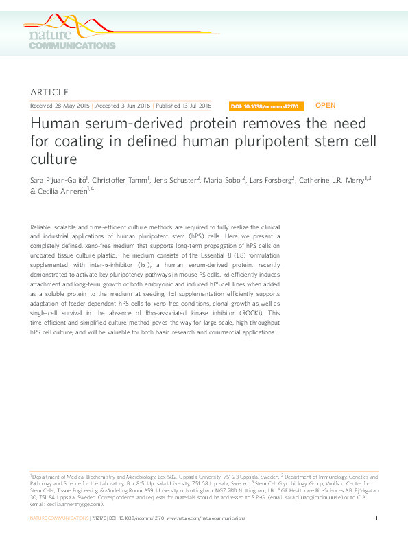 Human serum-derived protein removes the need for coating in defined human pluripotent stem cell culture Thumbnail