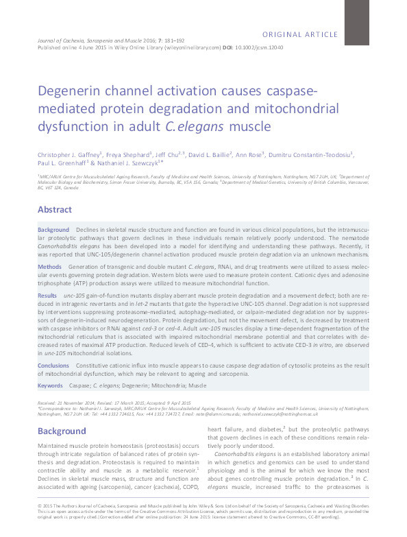 Degenerin channel activation causes caspase-mediated protein degradation and mitochondrial dysfunction in adult C.?elegans muscle. Thumbnail