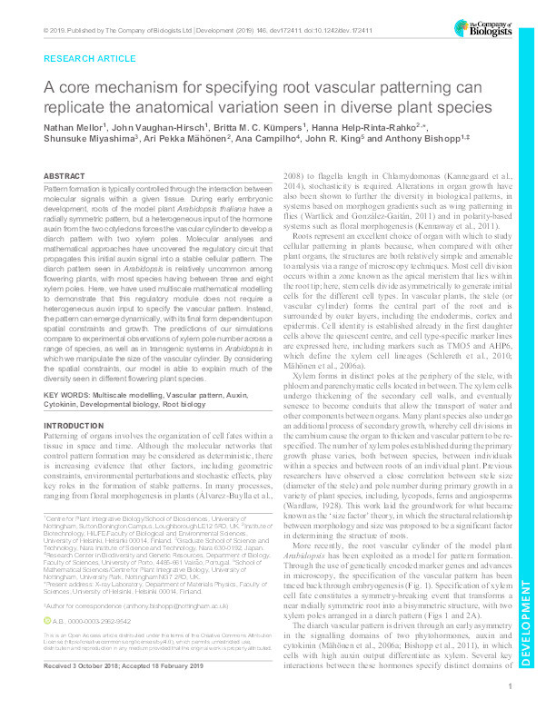 A core mechanism for specifying root vascular pattern can replicate the anatomical variation seen in diverse plant species Thumbnail