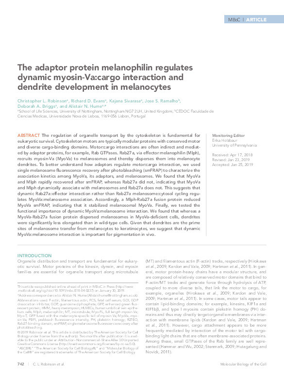 The adaptor protein melanophilin regulates dynamic myosin- Va: cargo interaction and dendrite development in melanocytes Thumbnail