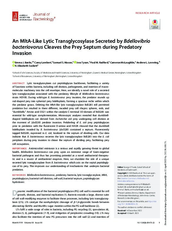 An MltA-Like Lytic Transglycosylase Secreted by Bdellovibrio bacteriovorus Cleaves the Prey Septum during Predatory Invasion Thumbnail