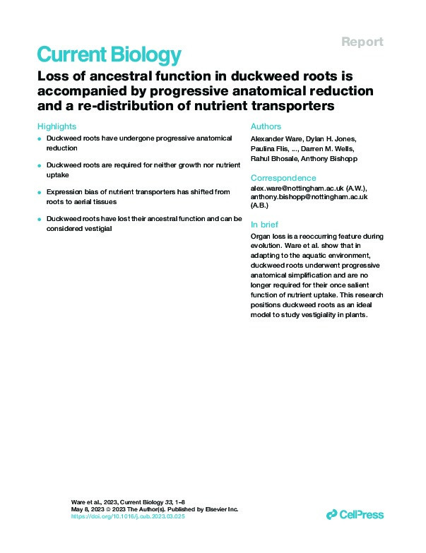 Loss of ancestral function in duckweed roots is accompanied by progressive anatomical reduction and a re-distribution of nutrient transporters Thumbnail