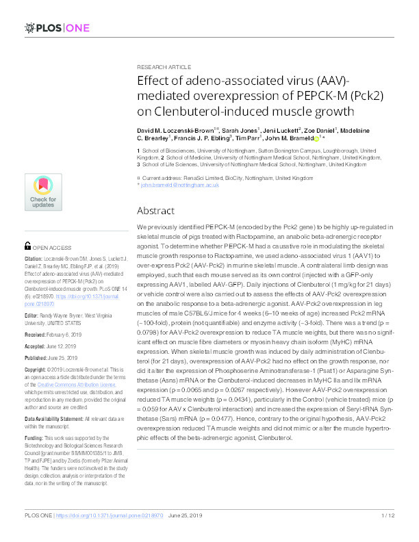 Effect of adeno-associated virus (AAV)-mediated overexpression of PEPCK-M (Pck2) on Clenbuterol-induced muscle growth Thumbnail