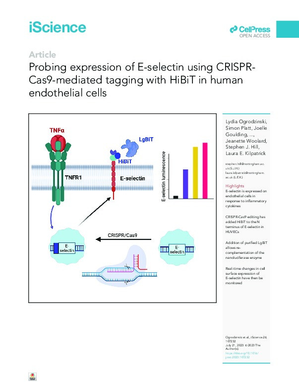 Probing expression of E-selectin using CRISPR-Cas9-mediated tagging with HiBiT in human endothelial cells Thumbnail