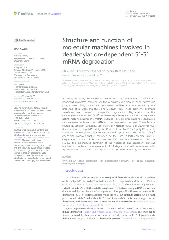 Structure and function of molecular machines involved in deadenylation-dependent 5′-3′ mRNA degradation Thumbnail