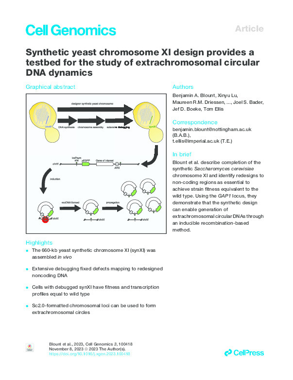 Synthetic yeast chromosome XI design provides a testbed for the study of extrachromosomal circular DNA dynamics Thumbnail