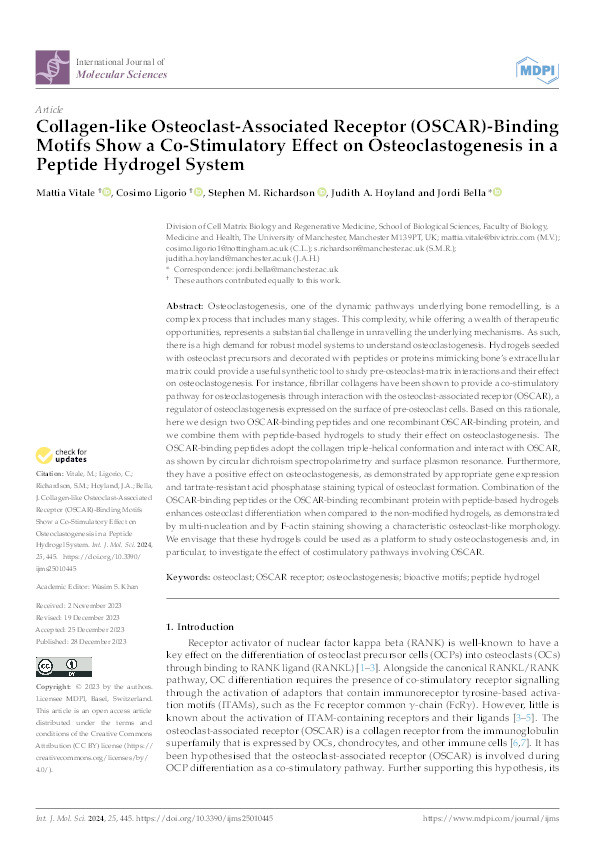 Collagen-like Osteoclast-Associated Receptor (OSCAR)-Binding Motifs Show a Co-Stimulatory Effect on Osteoclastogenesis in a Peptide Hydrogel System Thumbnail