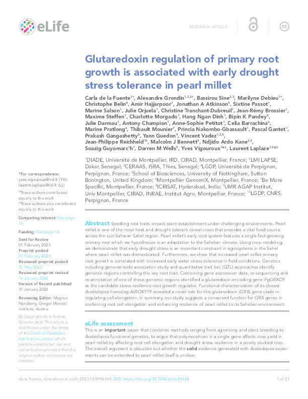 Glutaredoxin regulation of primary root growth is associated with early drought stress tolerance in pearl millet Thumbnail