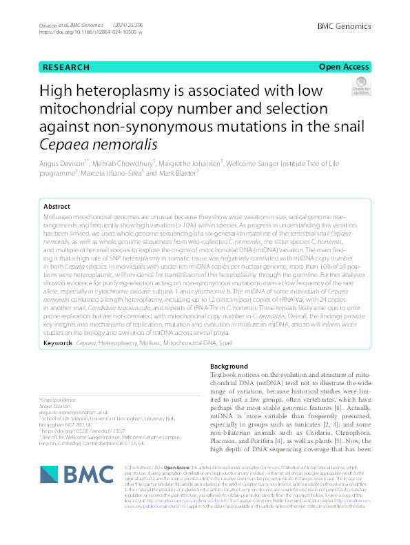 High heteroplasmy is associated with low mitochondrial copy number and selection against non-synonymous mutations in the snail Cepaea nemoralis Thumbnail