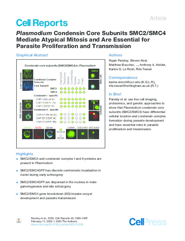 Plasmodium Condensin Core Subunits SMC2/SMC4 Mediate Atypical Mitosis and Are Essential for Parasite Proliferation and Transmission Thumbnail