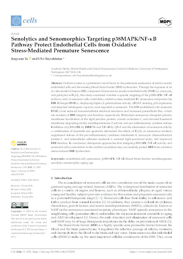 Senolytics and Senomorphics Targeting p38MAPK/NF-κB Pathway Protect Endothelial Cells from Oxidative Stress-Mediated Premature Senescence Thumbnail