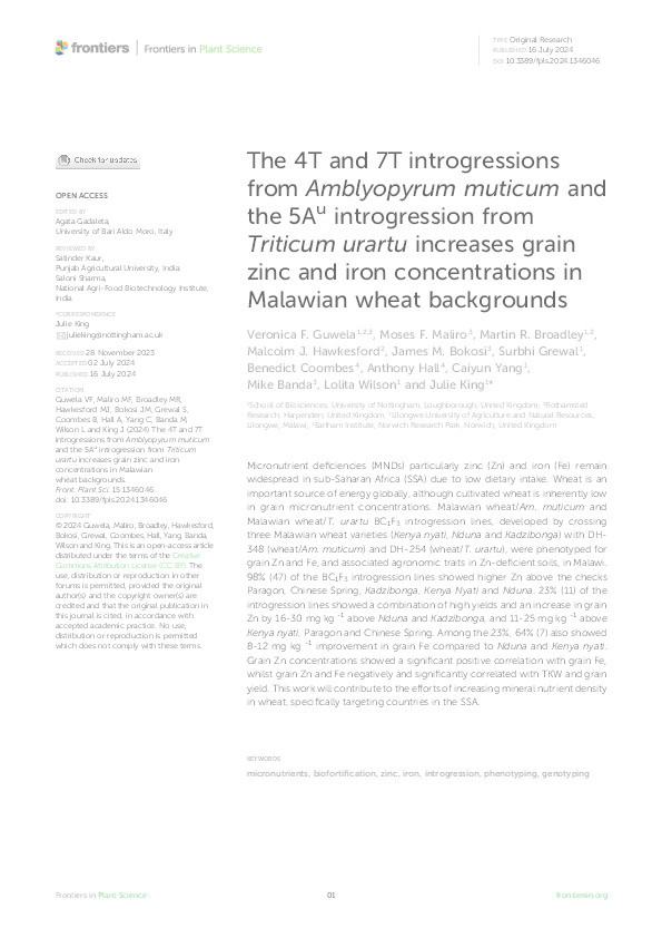 The 4T and 7T introgressions from Amblyopyrum muticum and the 5Au introgression from Triticum urartu increases grain zinc and iron concentrations in Malawian wheat backgrounds Thumbnail