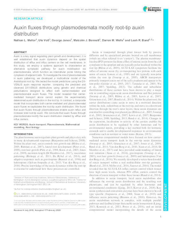 Auxin fluxes through plasmodesmata modify root-tip auxin distribution Thumbnail