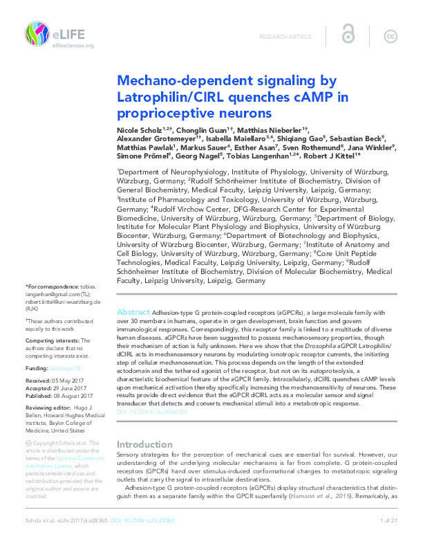 Mechano-dependent signaling by Latrophilin/CIRL quenches cAMP in proprioceptive neurons Thumbnail