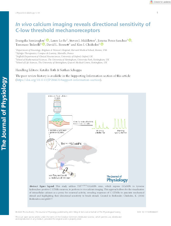 In vivo calcium imaging reveals directional sensitivity of C-low threshold mechanoreceptors Thumbnail