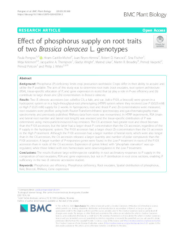 Effect of phosphorus supply on root traits of two Brassica oleracea L. genotypes Thumbnail