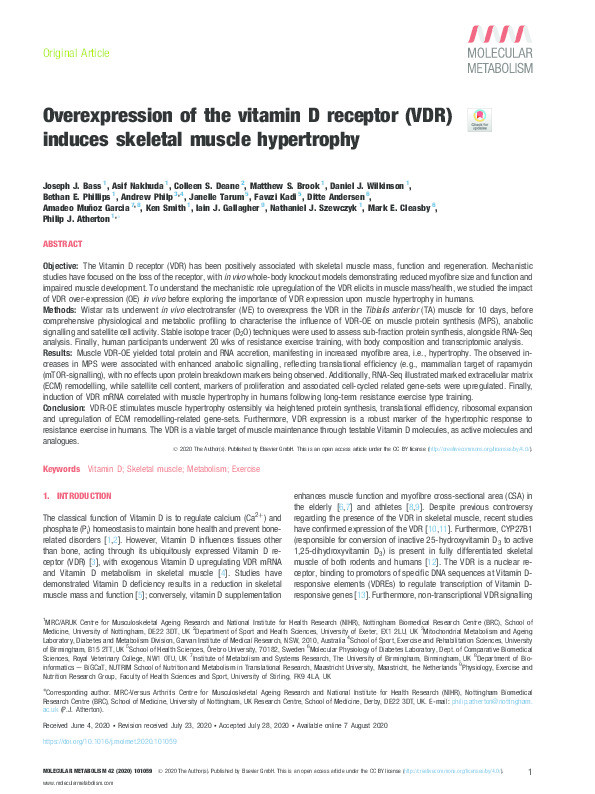 Overexpression of the vitamin D receptor (VDR) induces skeletal muscle hypertrophy Thumbnail