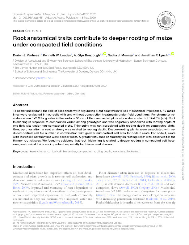 Root anatomical traits contribute to deeper rooting of maize under compacted field conditions Thumbnail