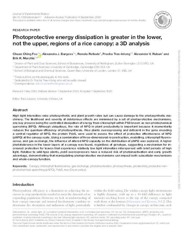 Photoprotective energy dissipation is greater in the lower, not the upper, regions of a rice canopy: A 3D analysis Thumbnail