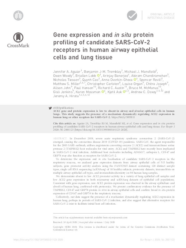 Gene expression and in situ protein profiling of candidate SARS-CoV-2 receptors in human airway epithelial cells and lung tissue Thumbnail