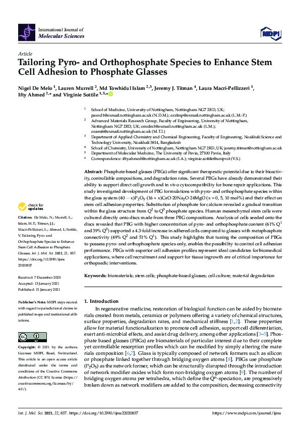 Tailoring Pyro- and Orthophosphate Species to Enhance Stem Cell Adhesion to Phosphate Glasses Thumbnail