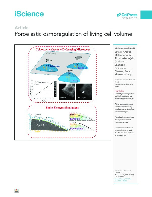 Poroelastic osmoregulation of living cell volume Thumbnail
