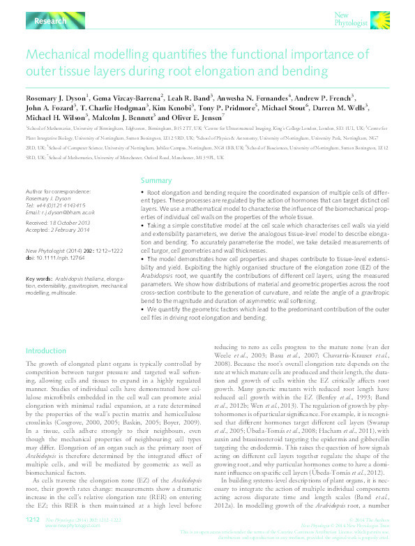 Mechanical modelling quantifies the functional importance of outer tissue layers during root elongation and bending Thumbnail