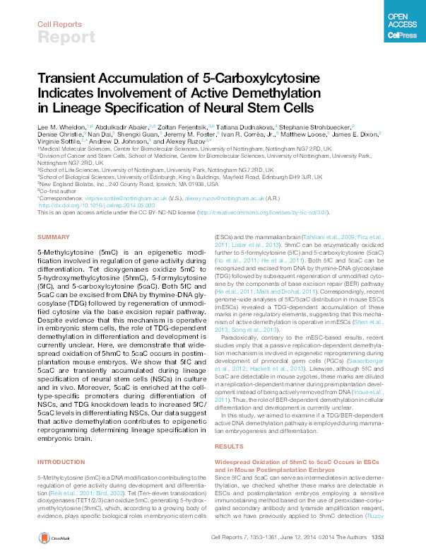 Transient Accumulation of 5-Carboxylcytosine Indicates Involvement of Active Demethylation in Lineage Specification of Neural Stem Cells Thumbnail