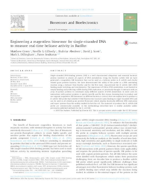 Engineering a reagentless biosensor for single-stranded DNA to measure real-time helicase activity in Bacillus Thumbnail