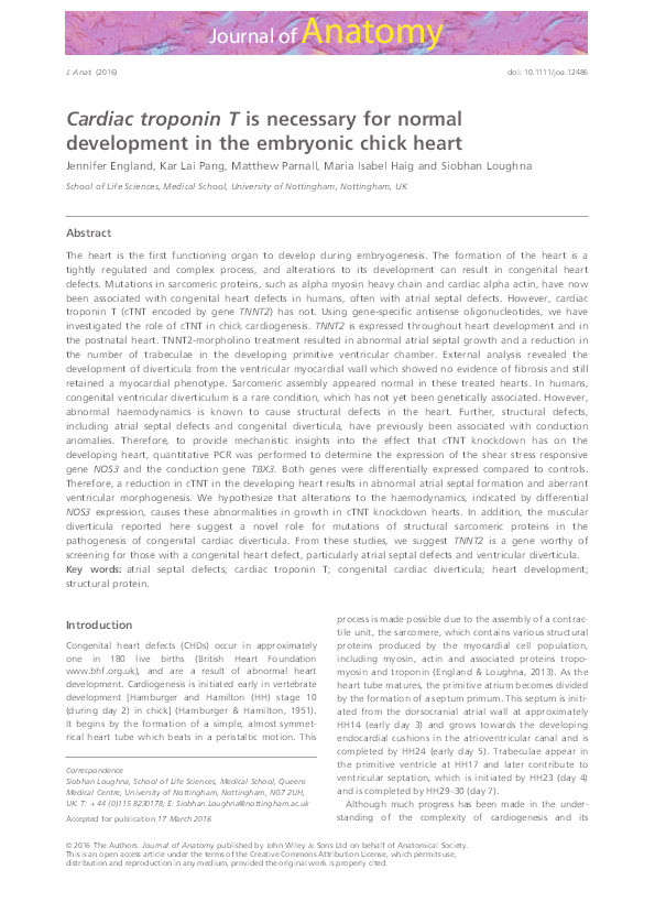 Cardiac troponin T is necessary for normal development in the embryonic chick heart Thumbnail