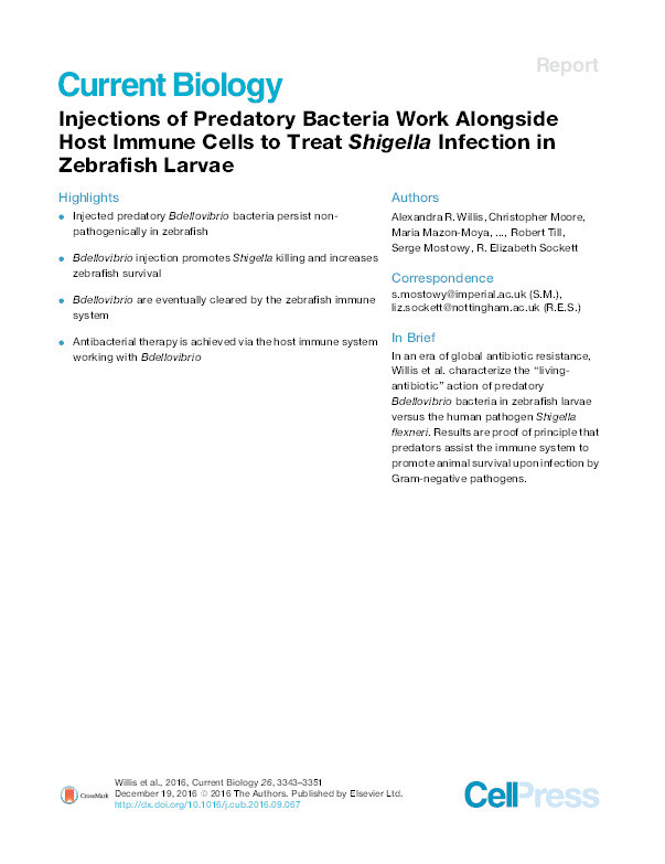 Injections of Predatory Bacteria Work Alongside Host Immune Cells to Treat Shigella Infection in Zebrafish Larvae Thumbnail