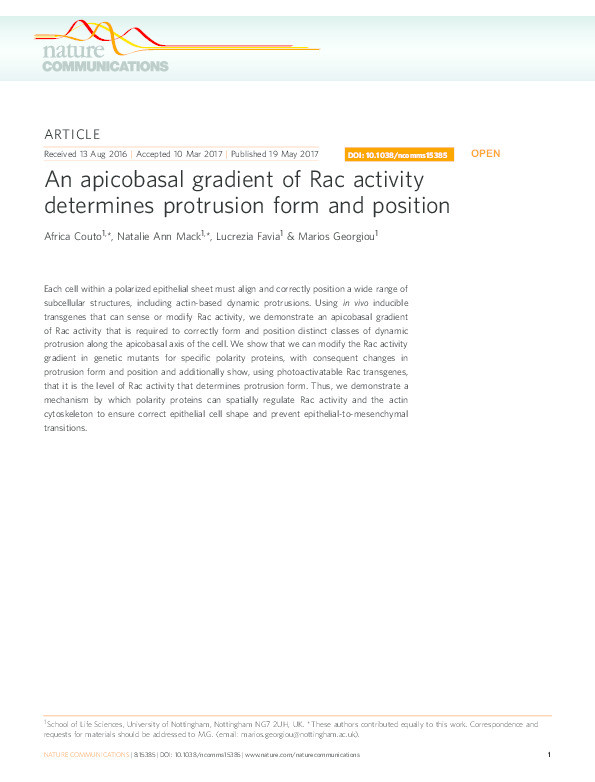 An apicobasal gradient of Rac activity determines protrusion form and position Thumbnail