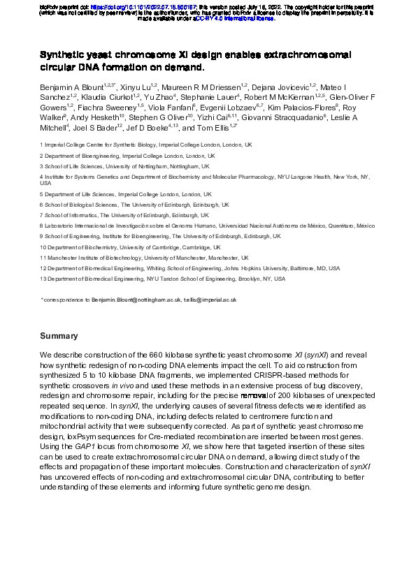 Synthetic yeast chromosome XI design enables extrachromosomal circular DNA formation on demand Thumbnail