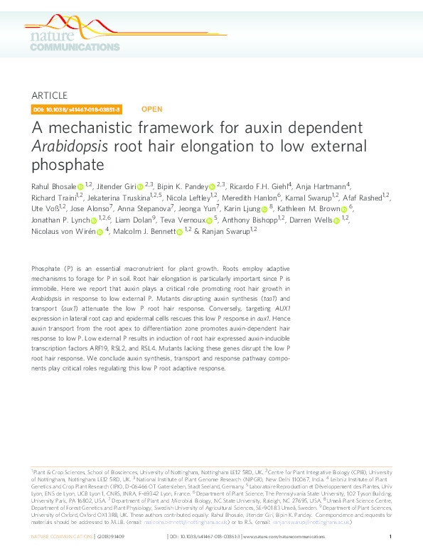 A mechanistic framework for auxin dependent Arabidopsis root hair elongation to low external phosphate Thumbnail