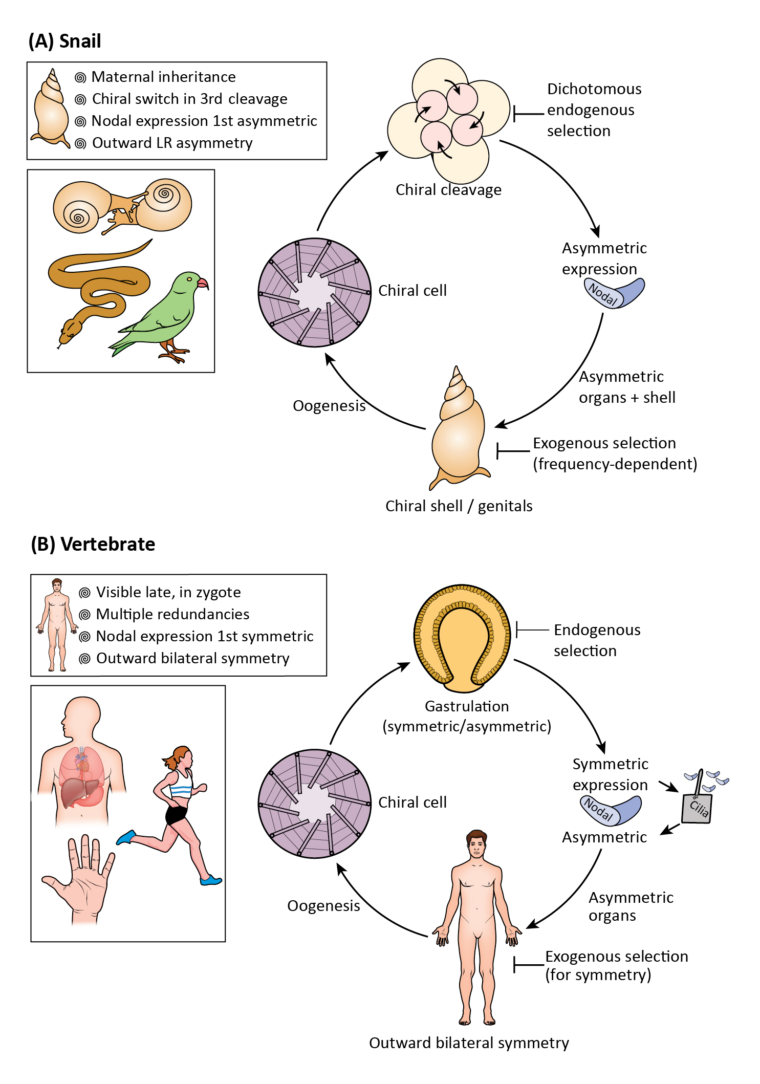 8738_2019_fig3