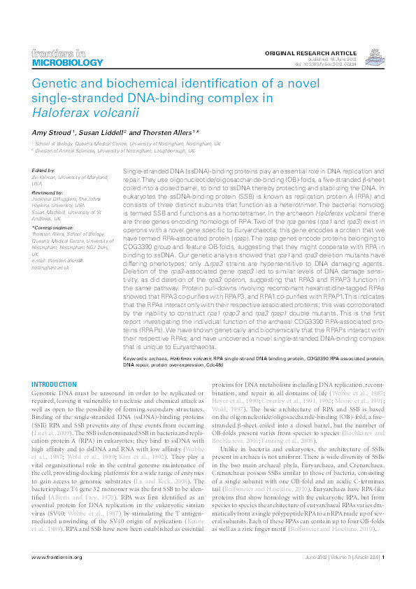 Genetic and biochemical identification of a novel single-stranded DNA-binding complex in Haloferax volcanii Thumbnail