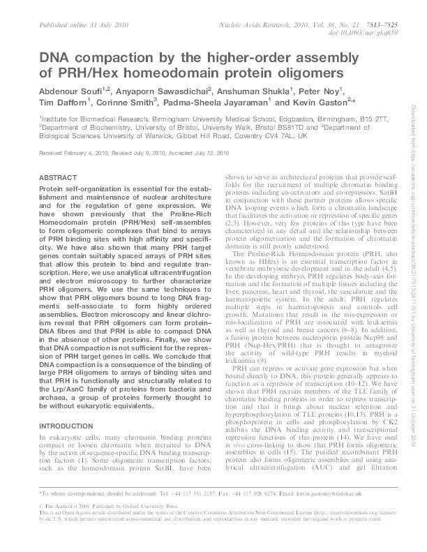 DNA compaction by the higher-order assembly of PRH/Hex homeodomain protein oligomers Thumbnail