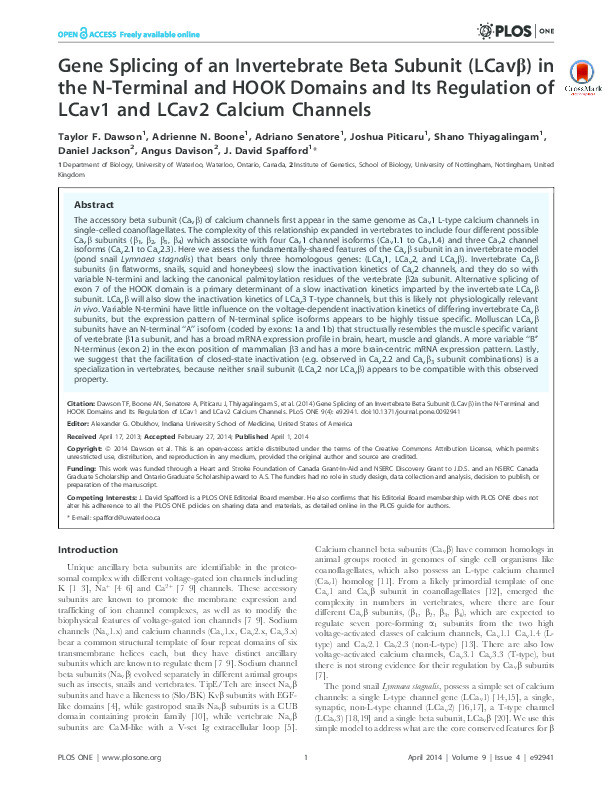 Gene Splicing of an Invertebrate Beta Subunit (LCavβ) in the N-Terminal and HOOK Domains and Its Regulation of LCav1 and LCav2 Calcium Channels Thumbnail