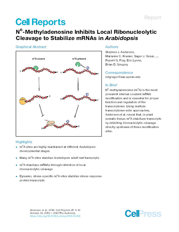 N6-methyladenosine inhibits local ribonucleolytic cleavage to stabilise mRNAs in Arabidopsis Thumbnail