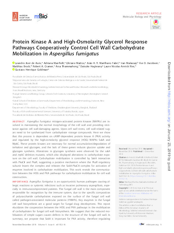 Cooperation between protein kinase A (PKA) and high osmolarity glycerol reponse (HOG) pathways is affecting cell wall carbohydrate mobilization in Aspergillus fumigatus Thumbnail