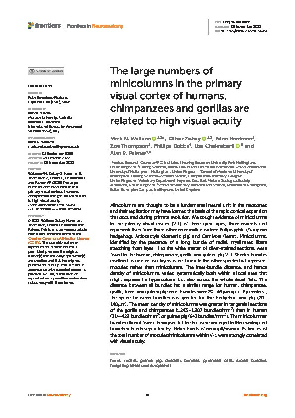 The large numbers of minicolumns in the primary visual cortex of humans, chimpanzees and gorillas are related to high visual acuity Thumbnail