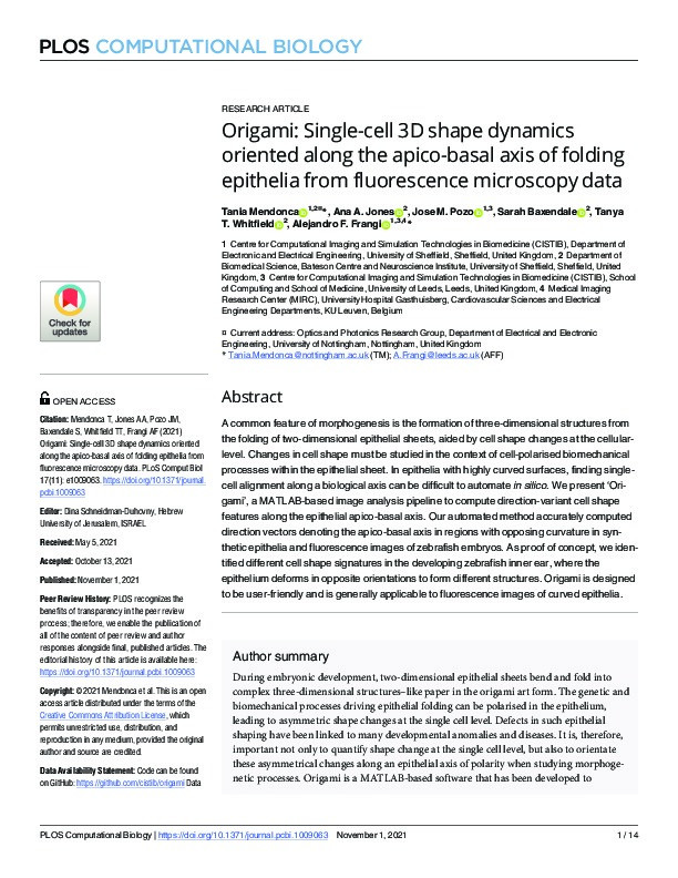 Origami: Single-cell 3D shape dynamics oriented along the apico-basal axis of folding epithelia from fluorescence microscopy data Thumbnail