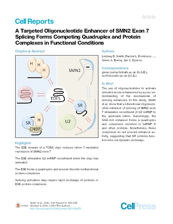 A Targeted Oligonucleotide Enhancer of SMN2 Exon 7 Splicing Forms Competing Quadruplex and Protein Complexes in Functional Conditions Thumbnail
