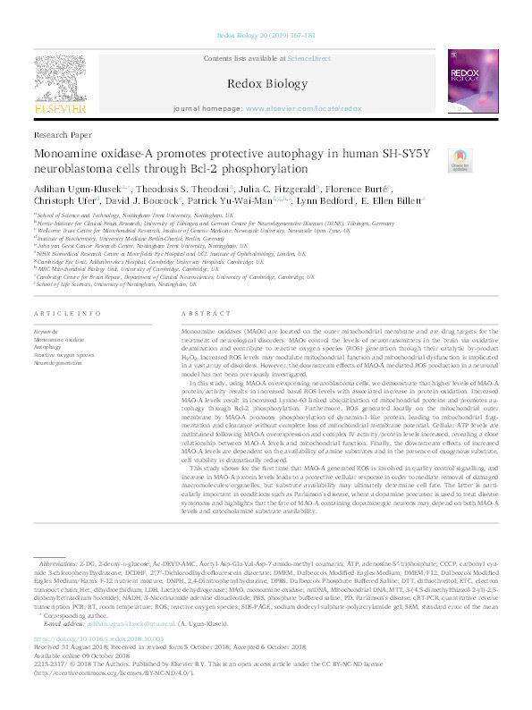 Monoamine oxidase-A promotes protective autophagy in human SH-SY5Y neuroblastoma cells through Bcl-2 phosphorylation Thumbnail