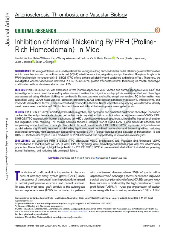 Inhibition of Intimal Thickening By PRH (Proline-Rich Homeodomain) in Mice Thumbnail