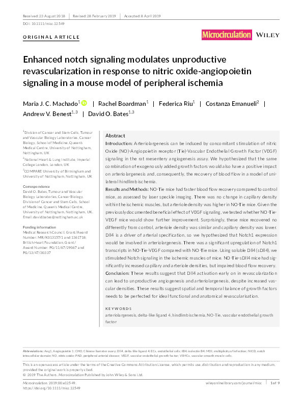 Enhanced notch signaling modulates unproductive revascularization in response to nitric oxide-angiopoietin signaling in a mouse model of peripheral ischemia Thumbnail