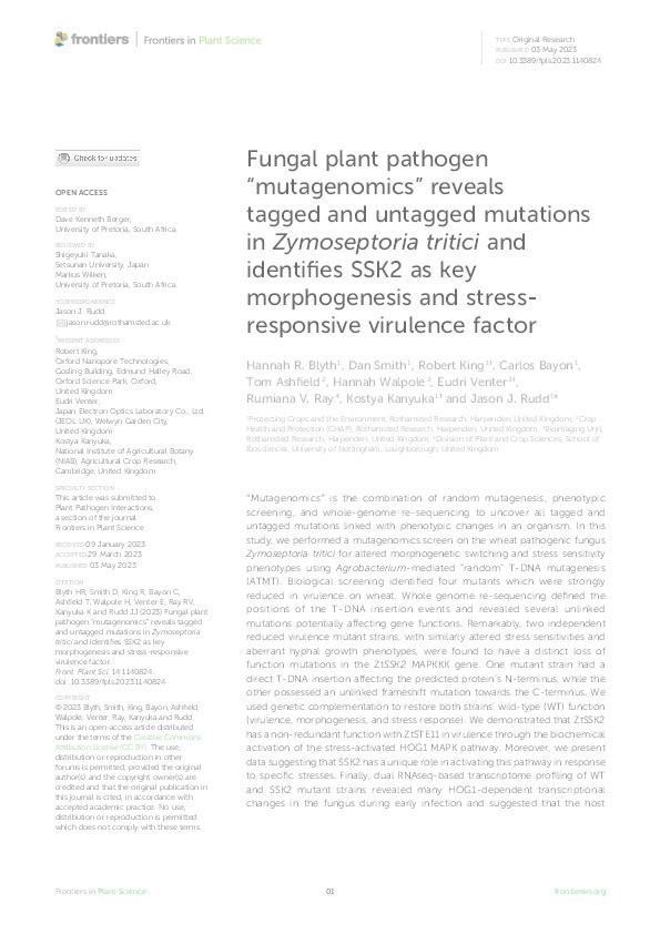 Fungal plant pathogen “mutagenomics” reveals tagged and untagged mutations in Zymoseptoria tritici and identifies SSK2 as key morphogenesis and stress-responsive virulence factor Thumbnail