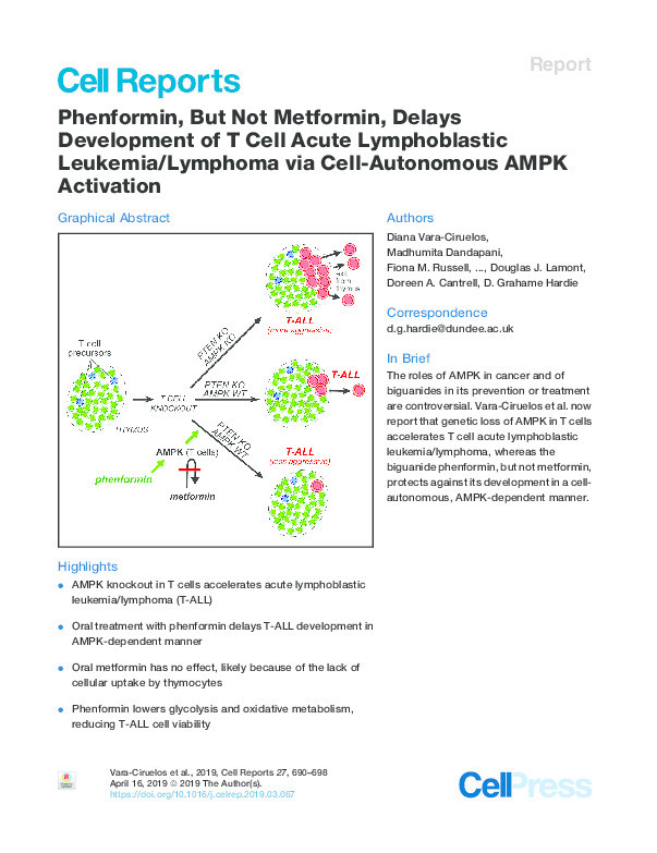 Phenformin, But Not Metformin, Delays Development of T Cell Acute Lymphoblastic Leukemia/Lymphoma via Cell-Autonomous AMPK Activation Thumbnail